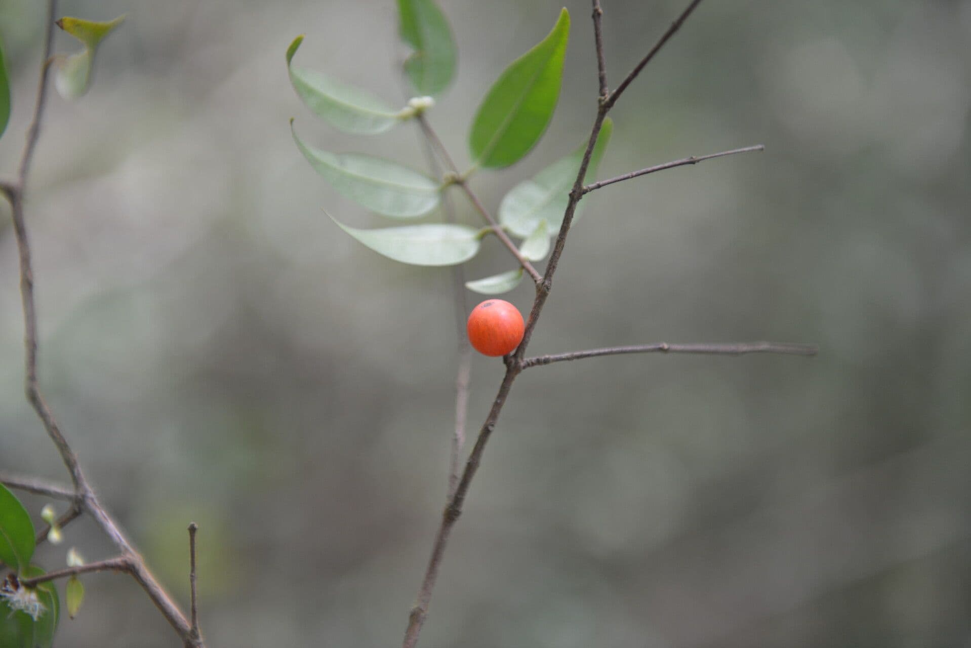 Guayaba de olor