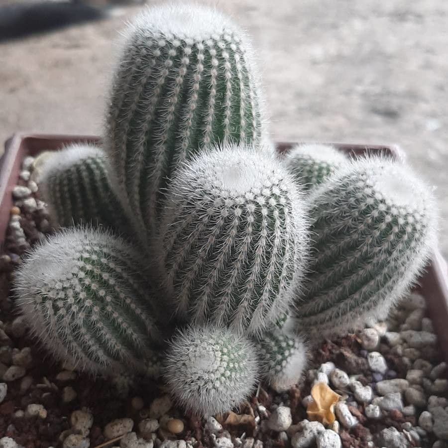 Parodia 13