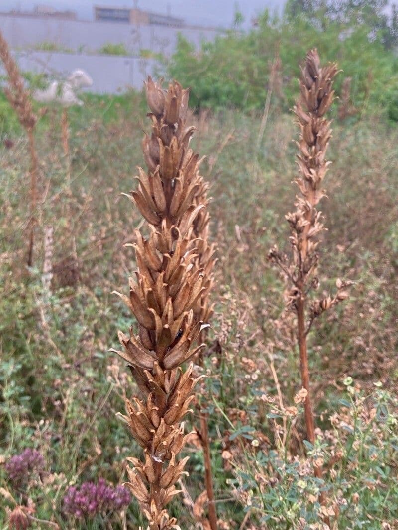 Orobanche maggiore 11