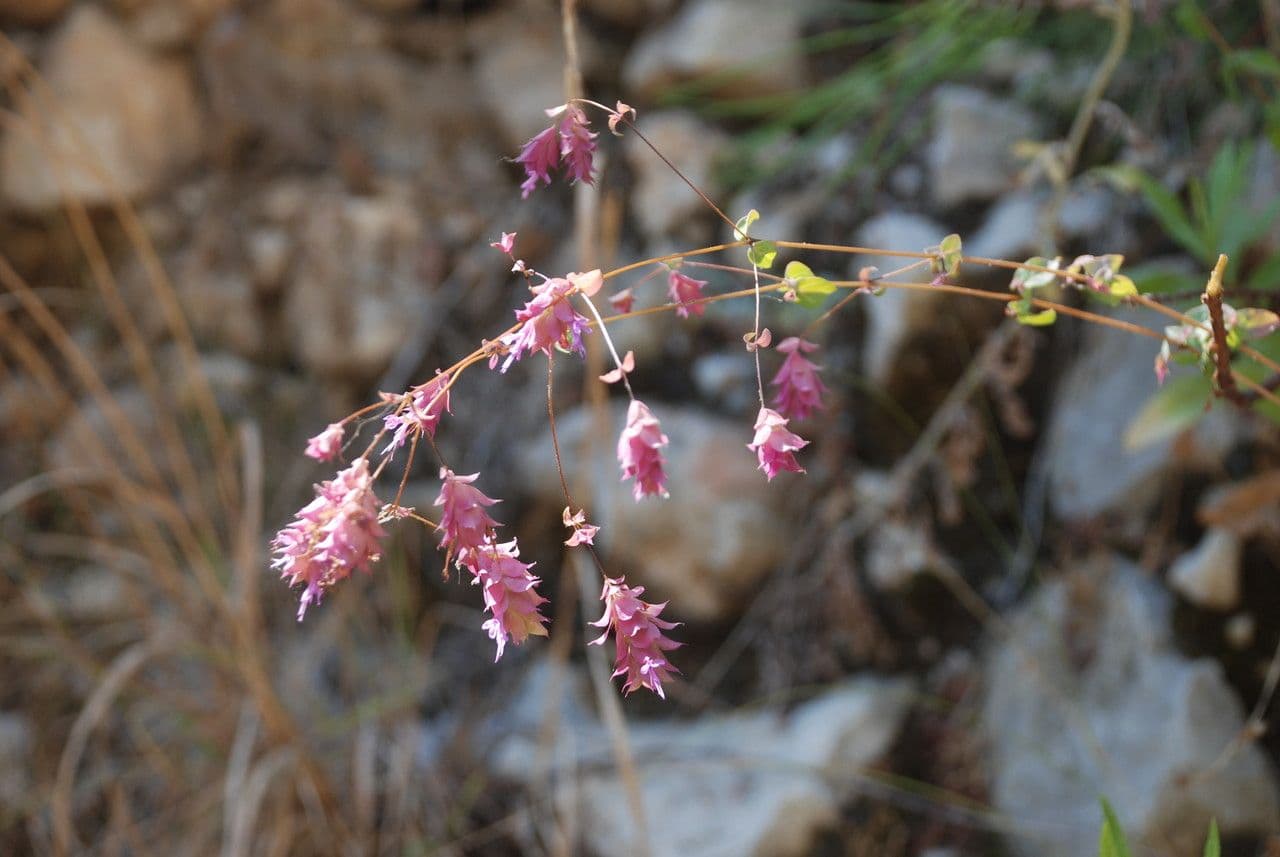 Origano 3