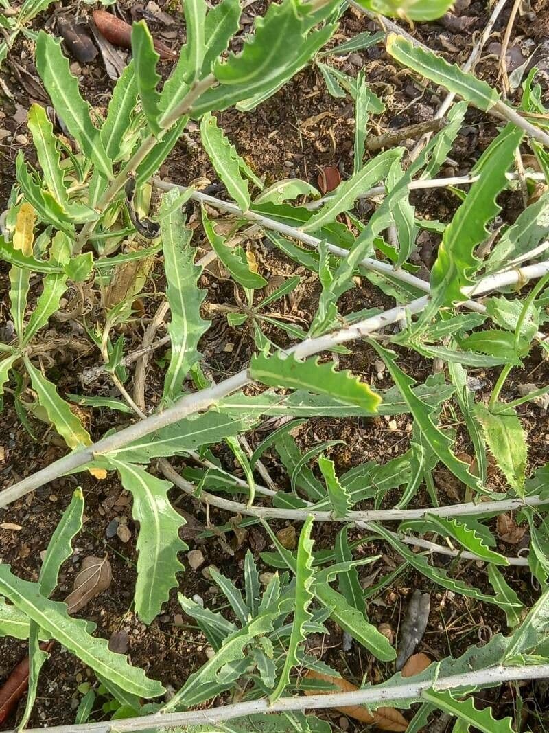 Mentzelia 3