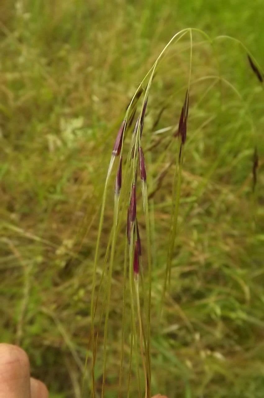 Nassella di Nees 4