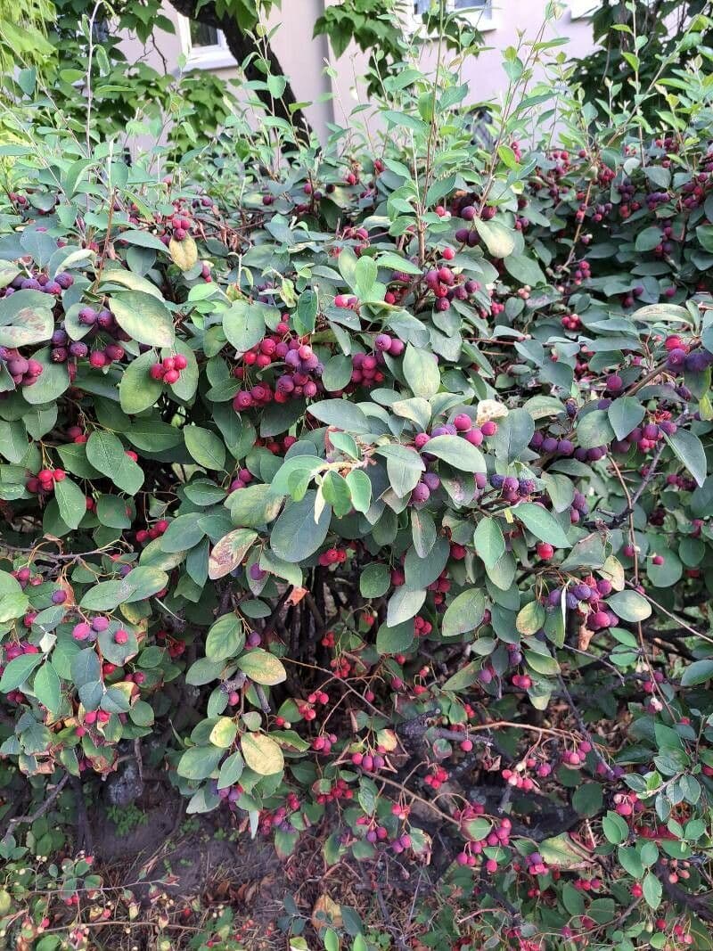 Cotoneaster 5