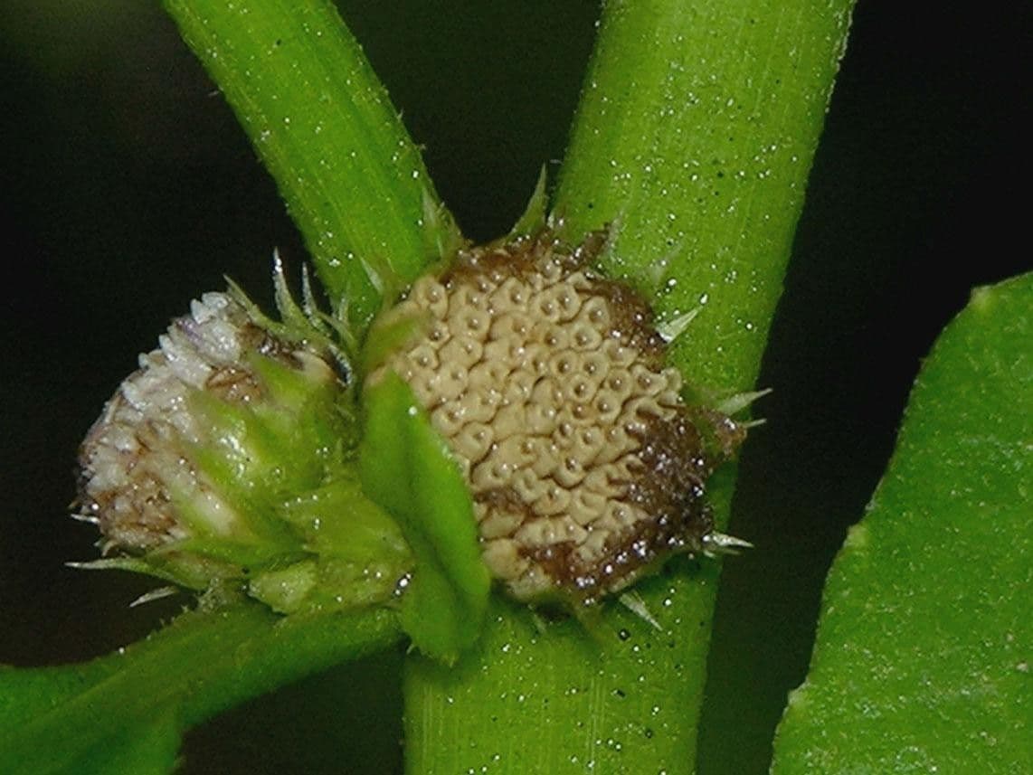 Struchium 4