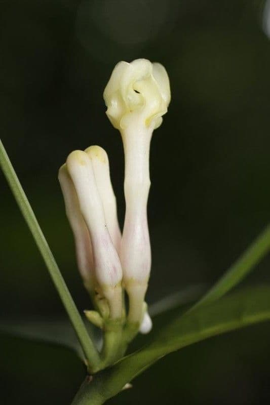 Tabernaemontana