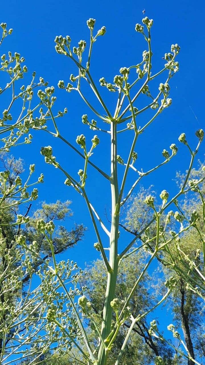 Panicaut à feuilles de pandanus 6