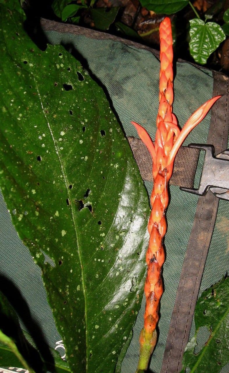 Aphelandra 4