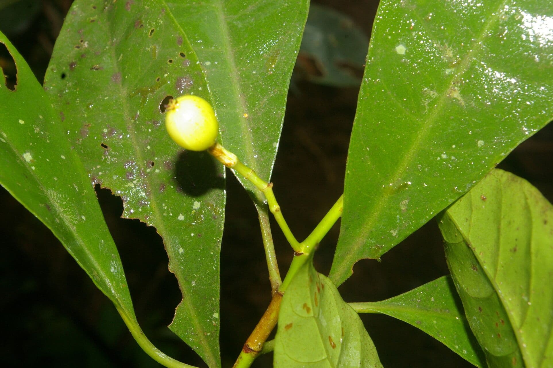 Chrysochlamys glauca 14