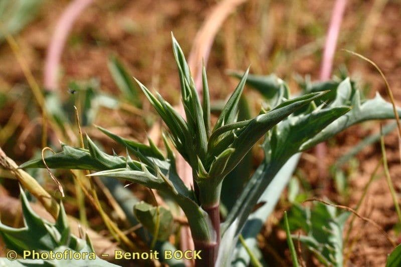 Panicaut cornu 10