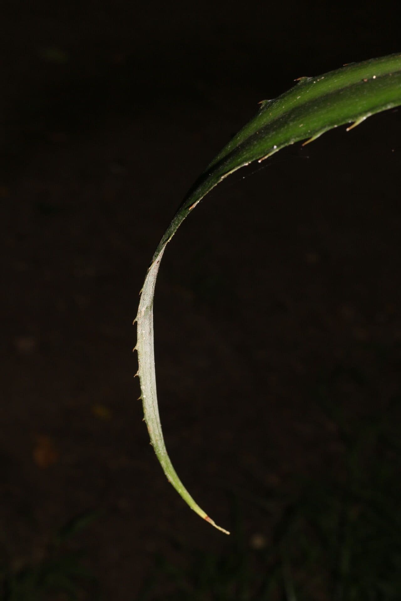 Bromelia 13