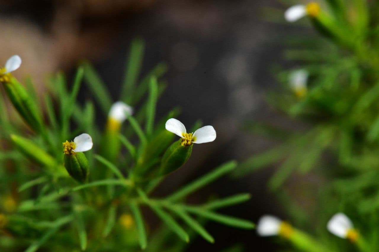 Tagetes micrantha 2