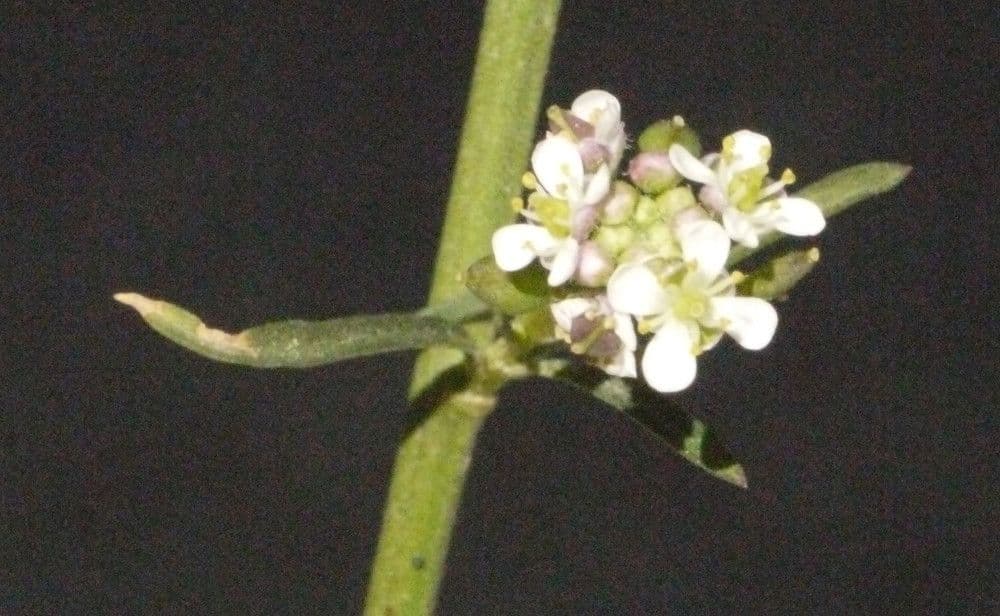 Lepidio ruderale 6
