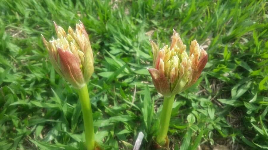 Scadoxus 24