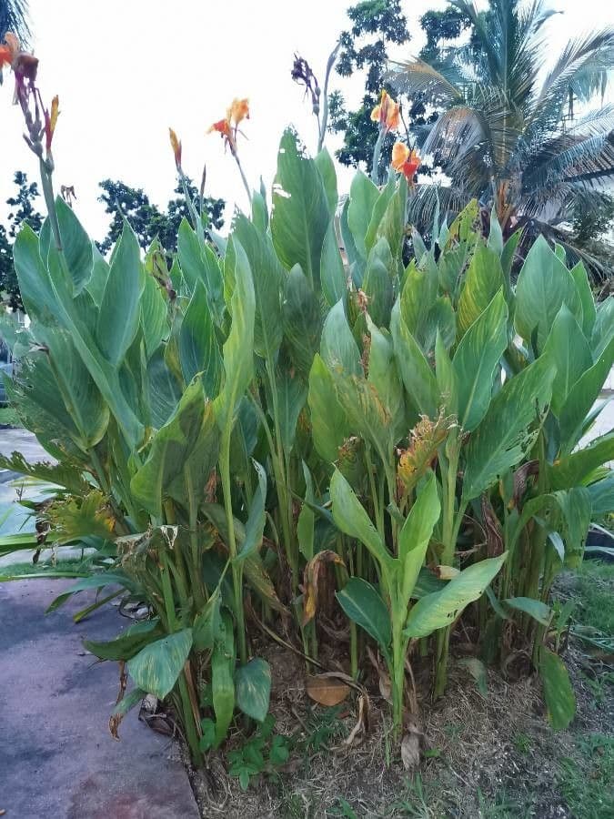 Canna glauca 12