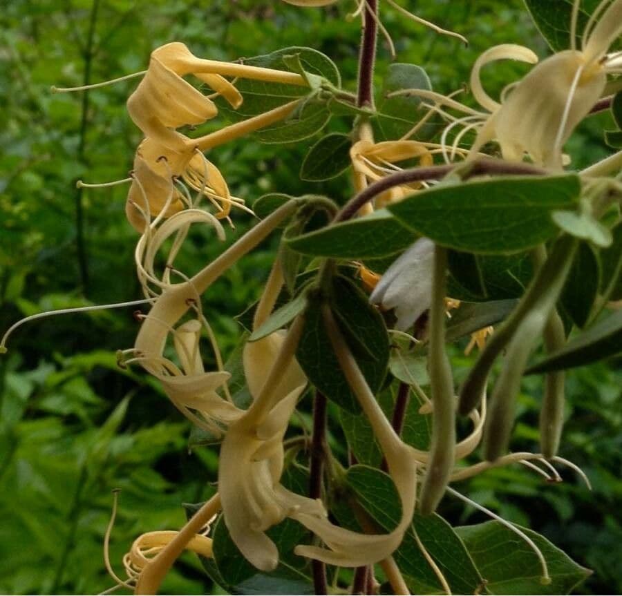 Wald-Geißblatt 9
