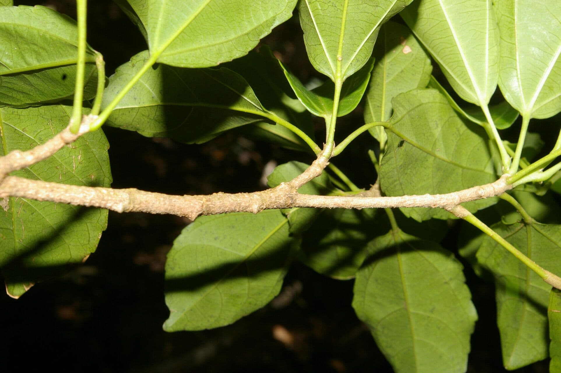 Hasseltia 5