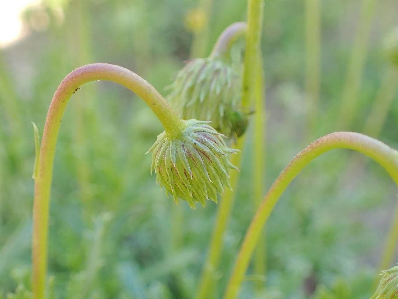 Haplopappus 2