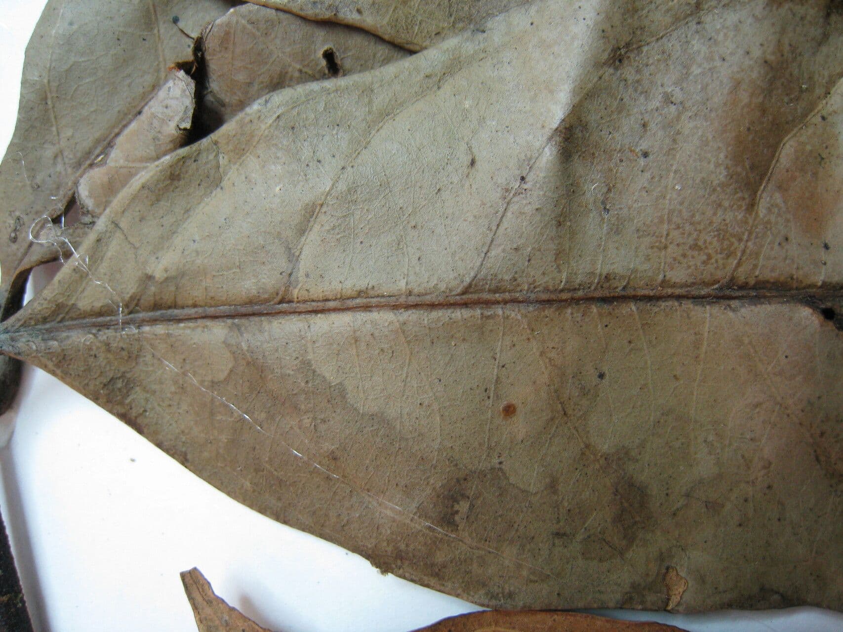 Tontelea 5