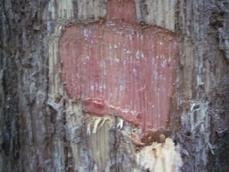 Chrysophyllum 9