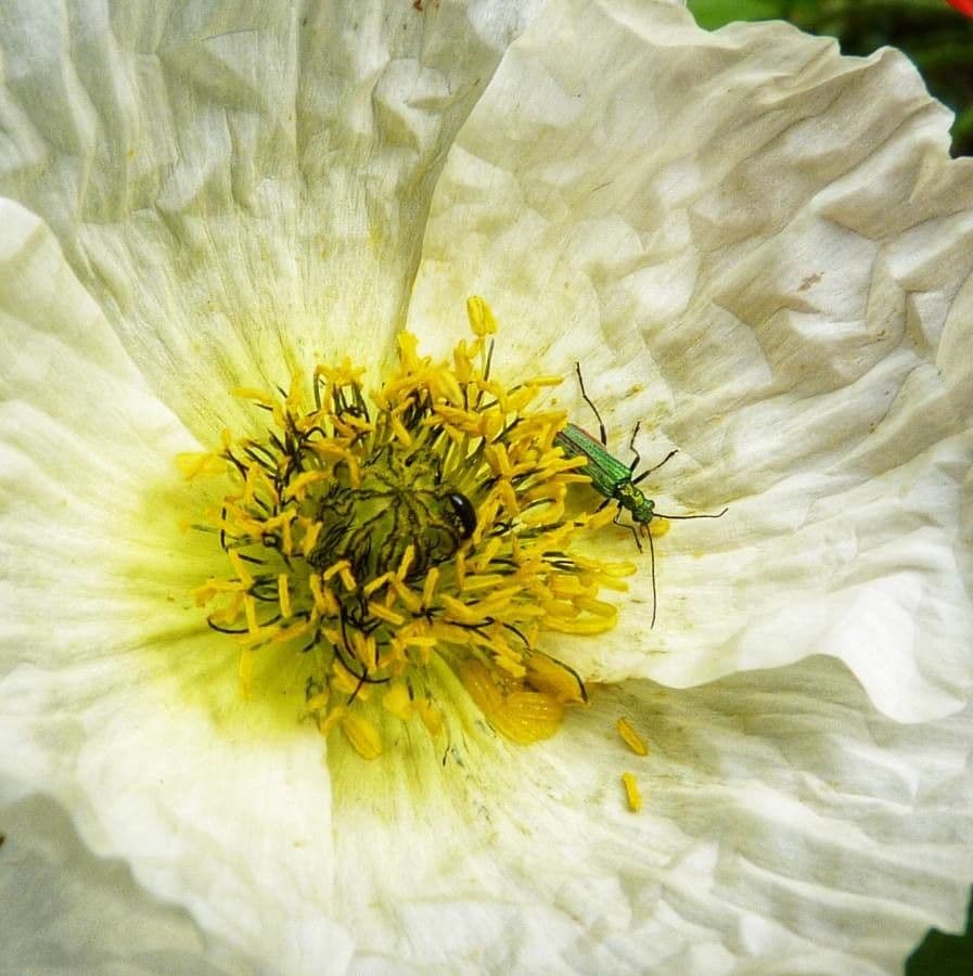 Alpen-Mohn 7