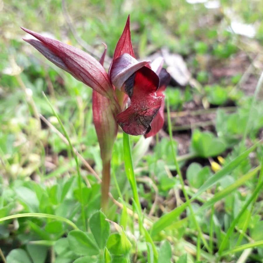 Serapias cordigero 6