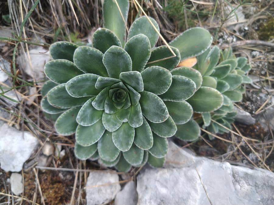 Sassifraga mutata 13