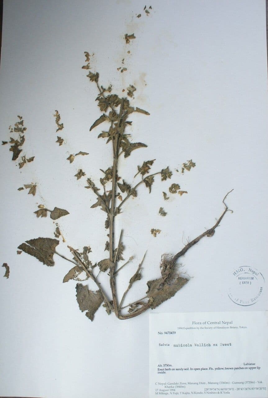 Salbei 2