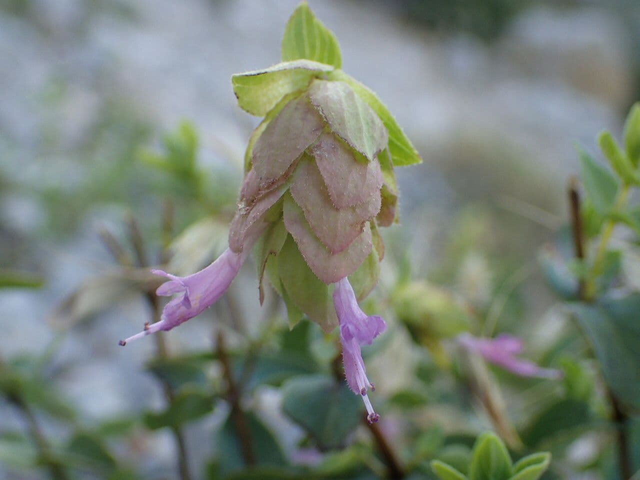 Oregano 2