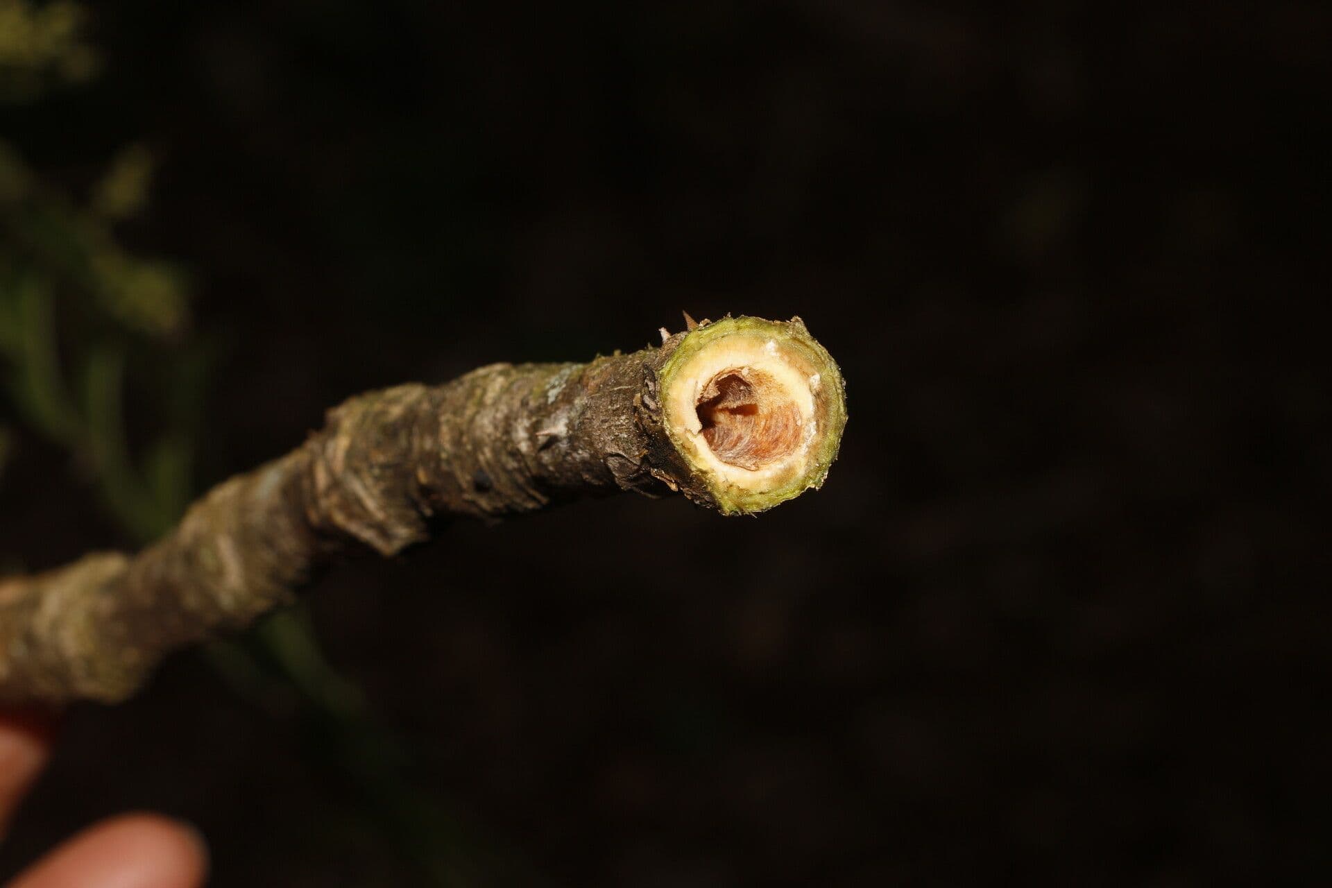 Zanthoxylum 19