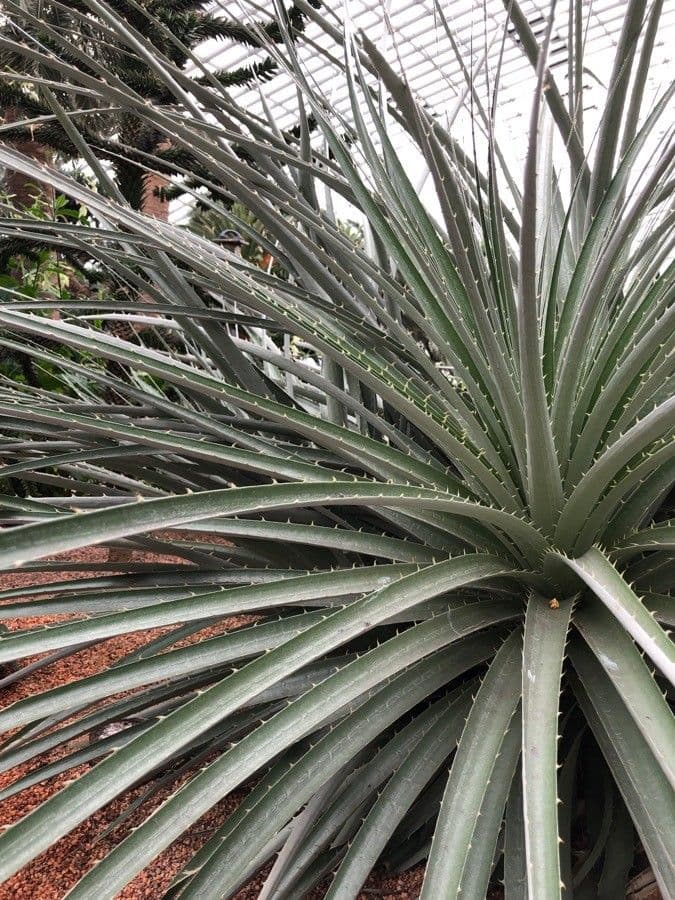 Puya 16