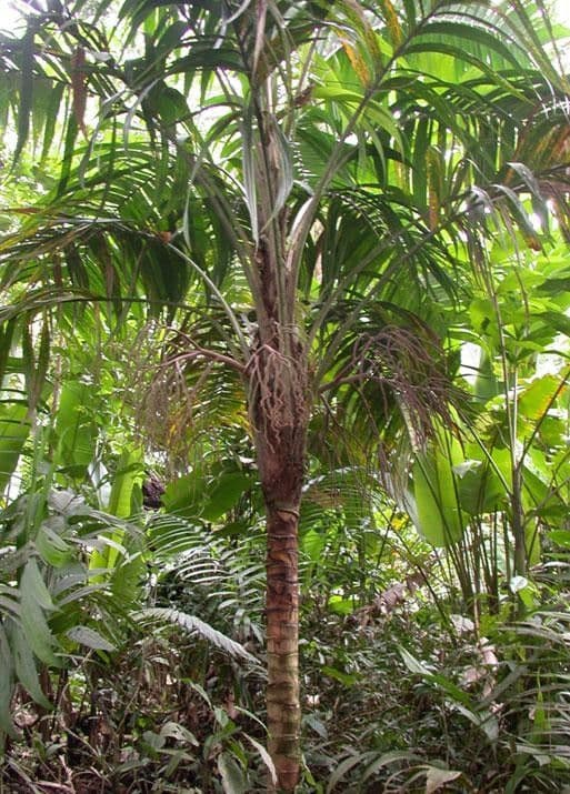 Geonoma interrupta 20