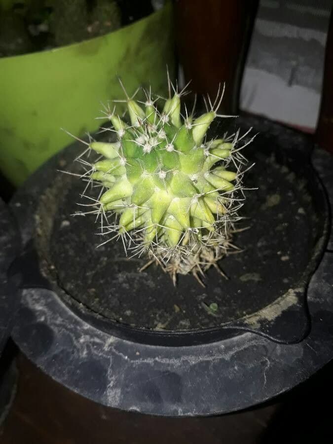 Mammillaria 16