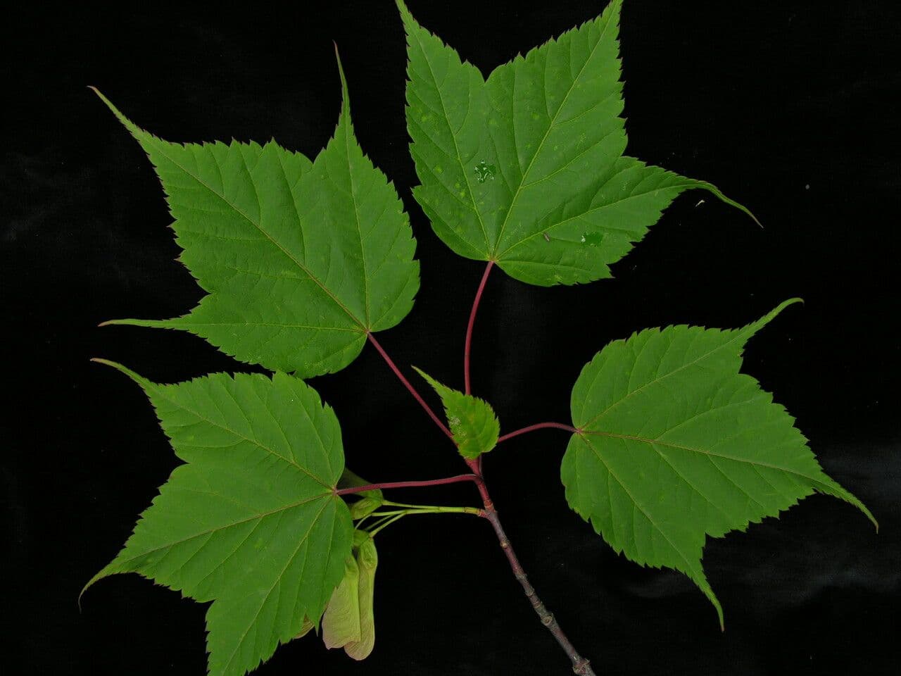 Acero 2