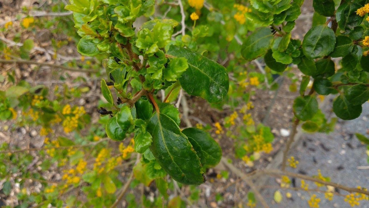 Azara dentata 7