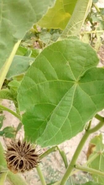 Abutilon di Teofrasto 20