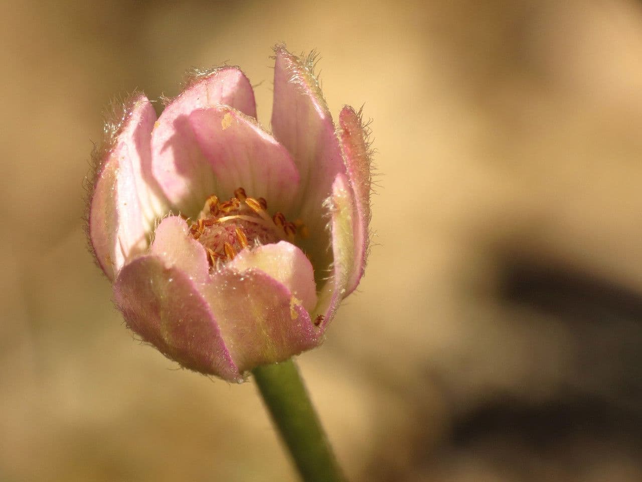 Anemone tuberosa 3