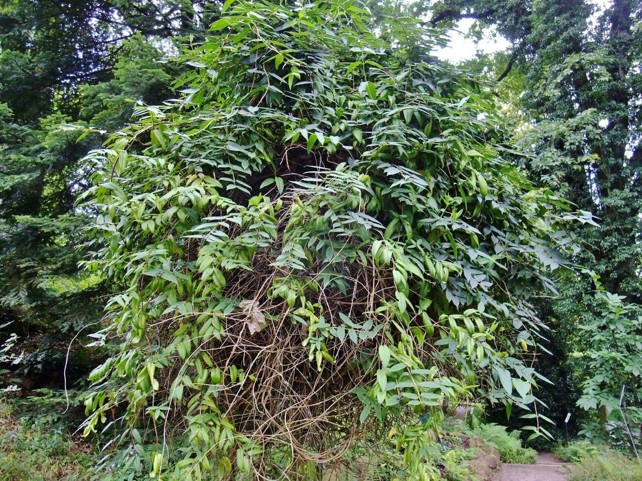 Caprifoglio acuminato 13