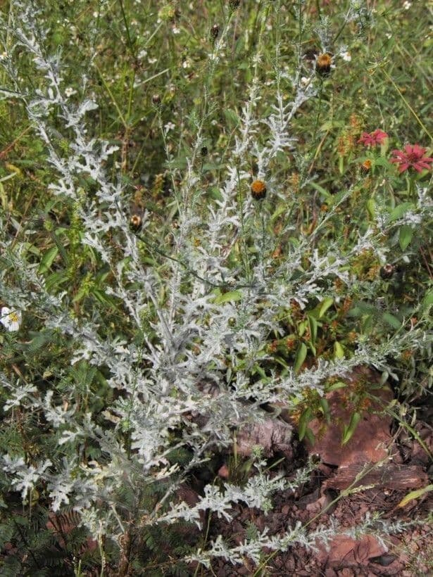 Poreleaf Dogweed 7