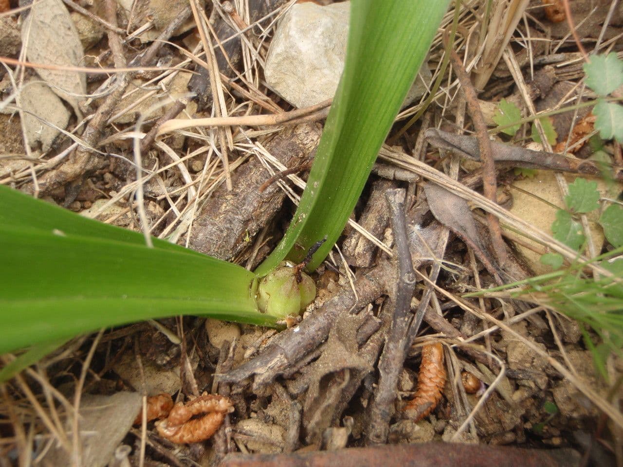 Colchico 7
