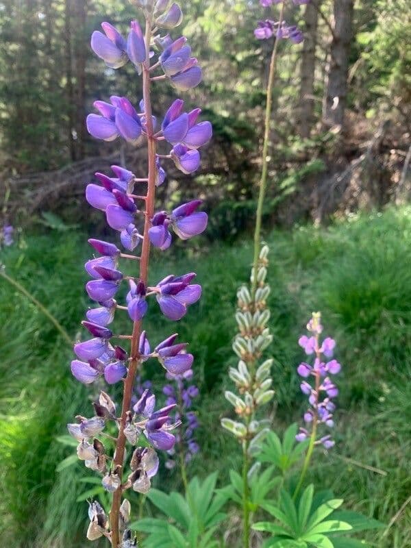 Stauden-Lupine 18