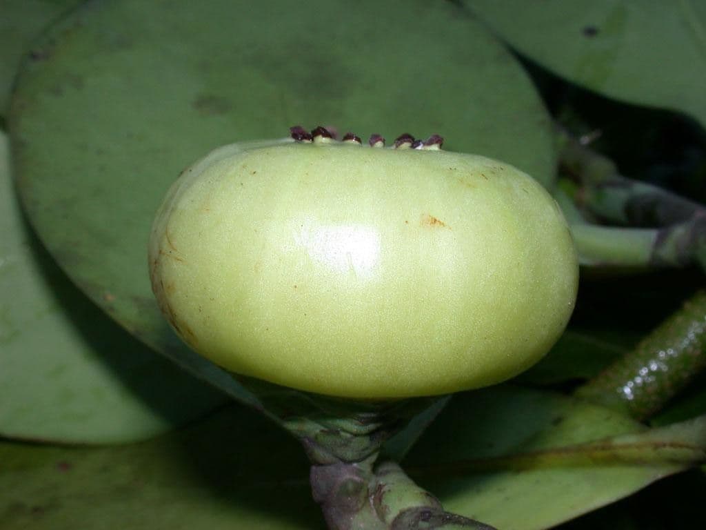 Clusia gialla 3