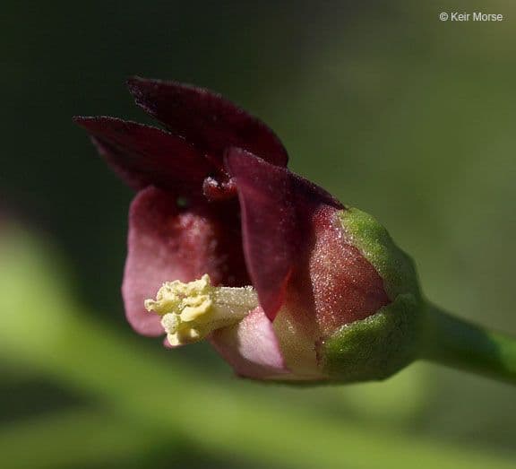 Scrofularia californica