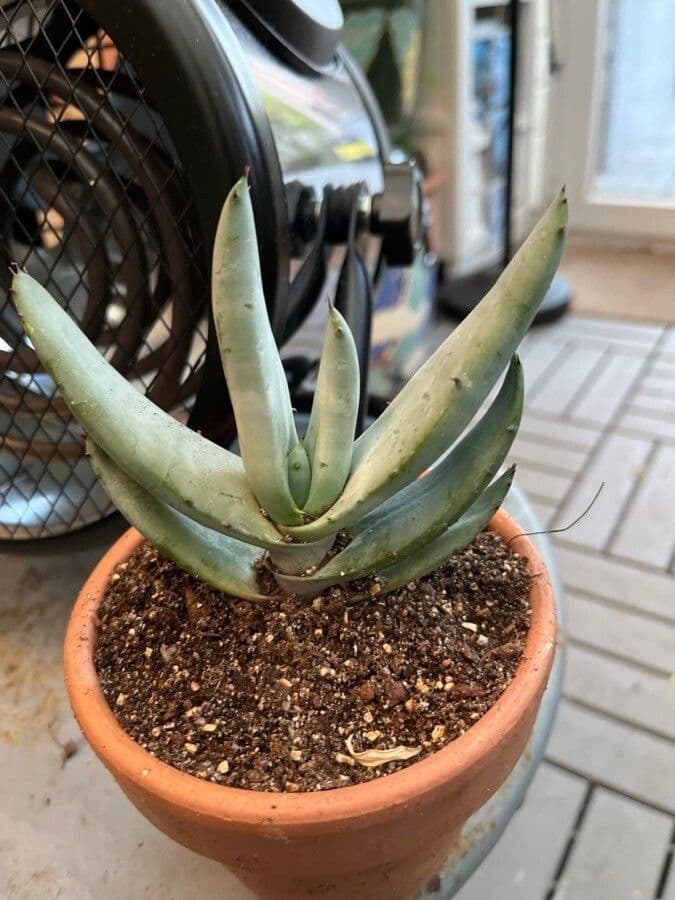 Aloe 4
