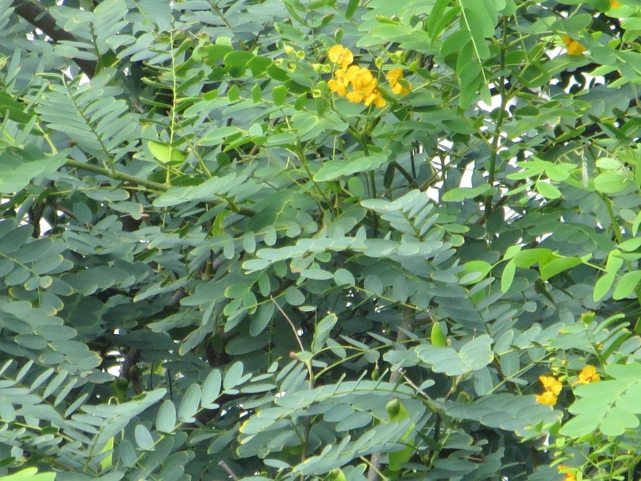 Tipu-Baum 30