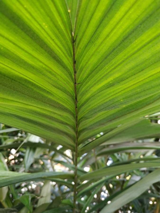 Salak 8