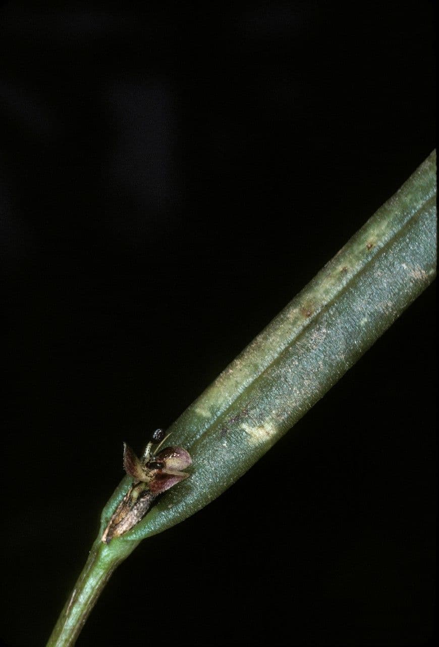 Myoxanthus