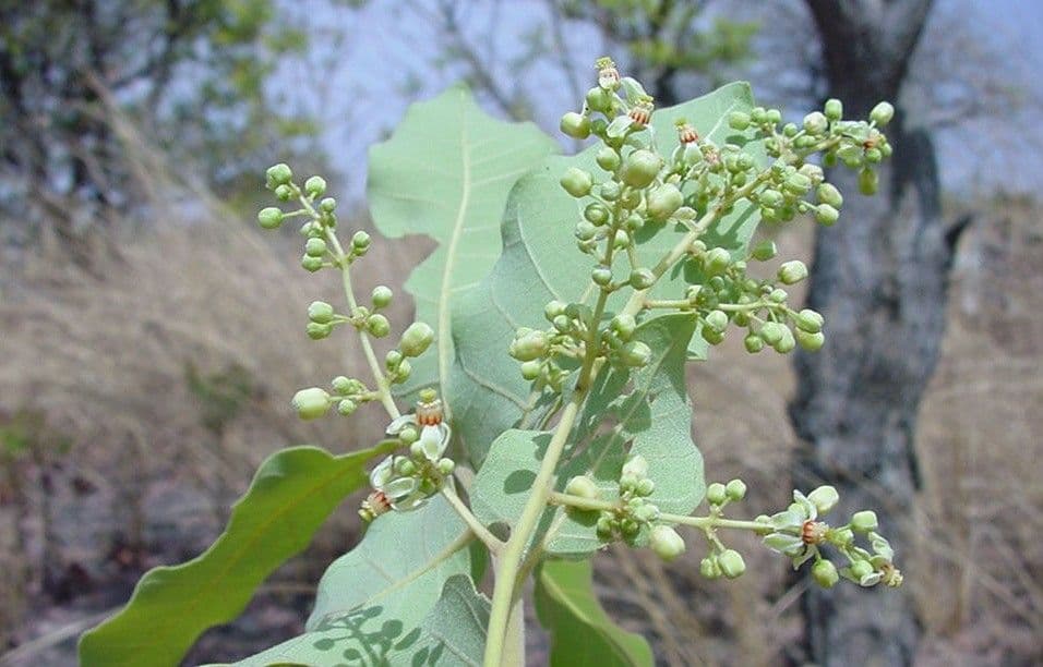 Pseudocedrela 7