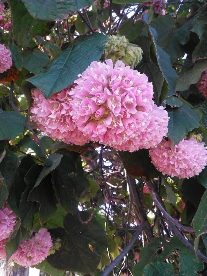 Dombeya 9