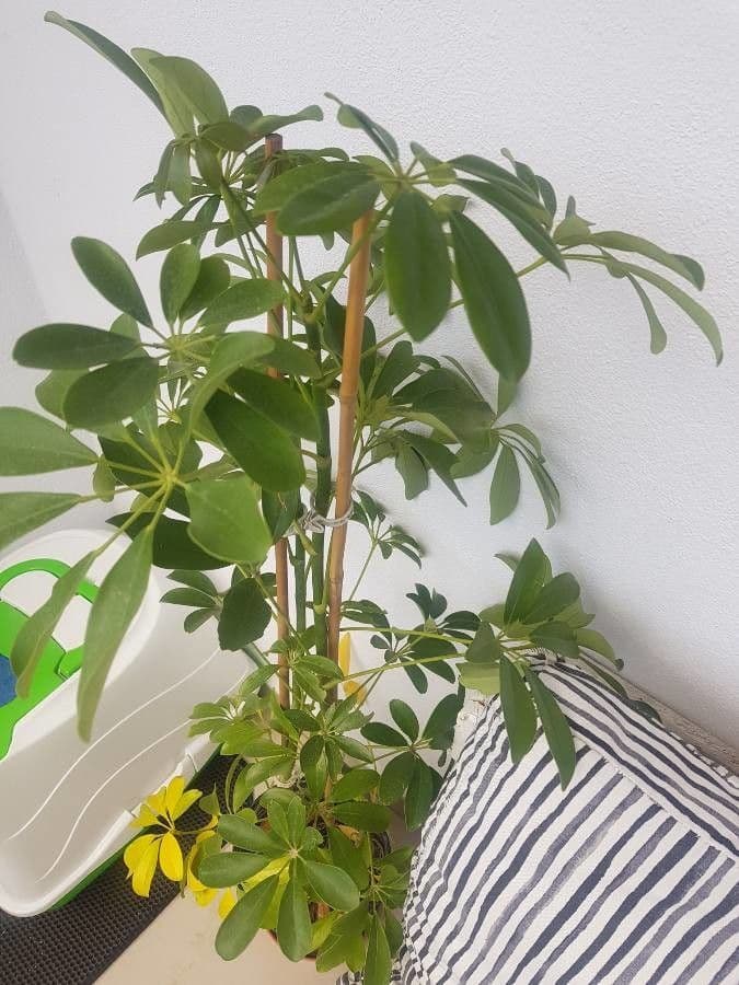 Schefflera 9