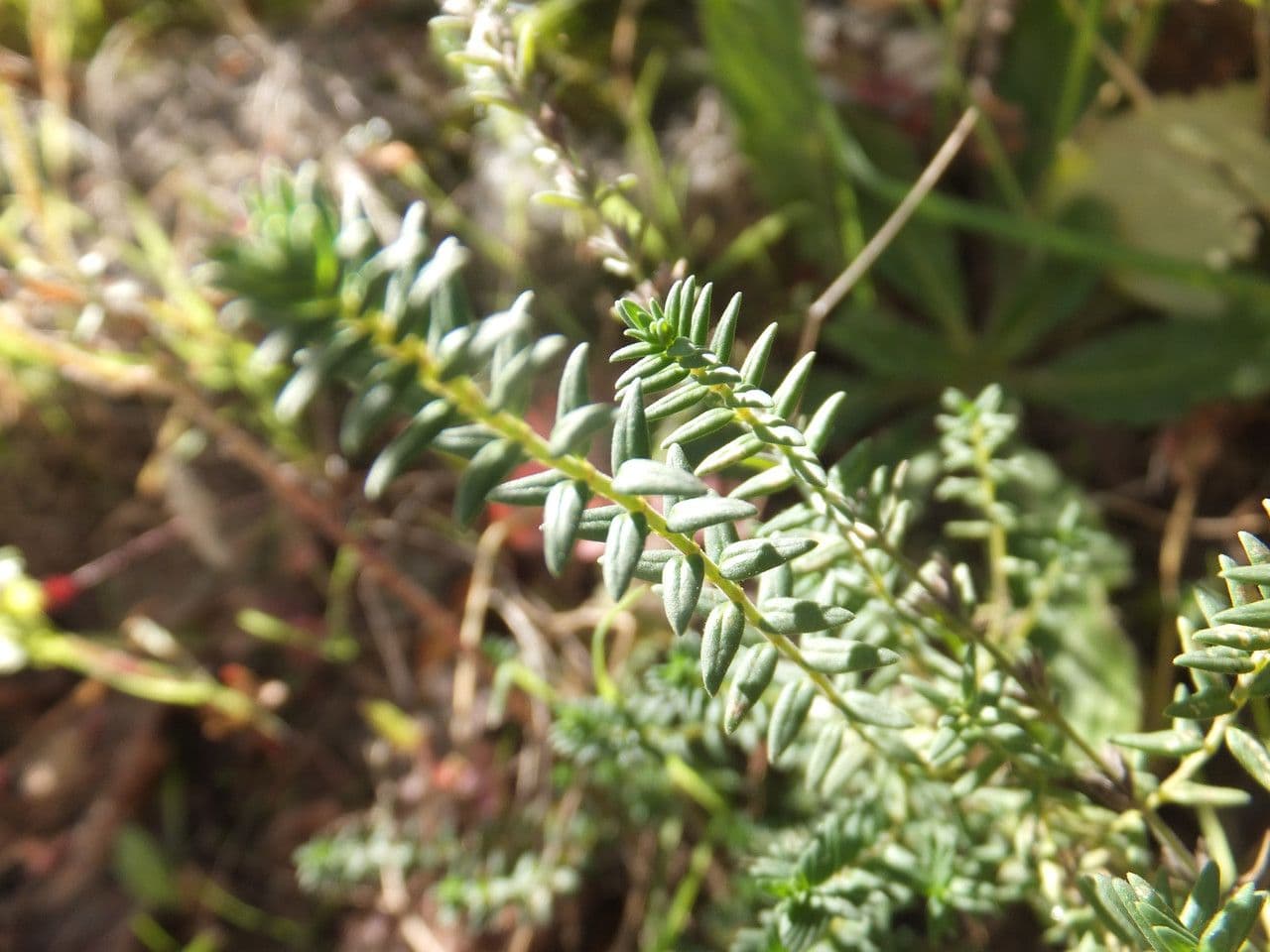 Savorella juliana 12